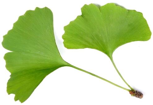 Insuvit, Ginkgo Bilobe içerir